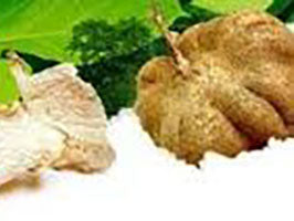 Pueraria mirifica – Liệu pháp thay thế hormon từ thiên nhiên