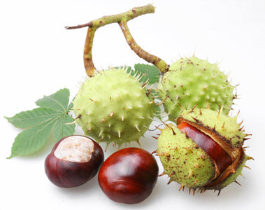 Cao hạt dẻ ngựa điều trị bệnh trĩ hiệu quả