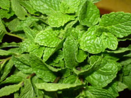 tác dụng của lá húng chanh